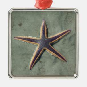 Starfish Purple sea star on beach Metal Ornament