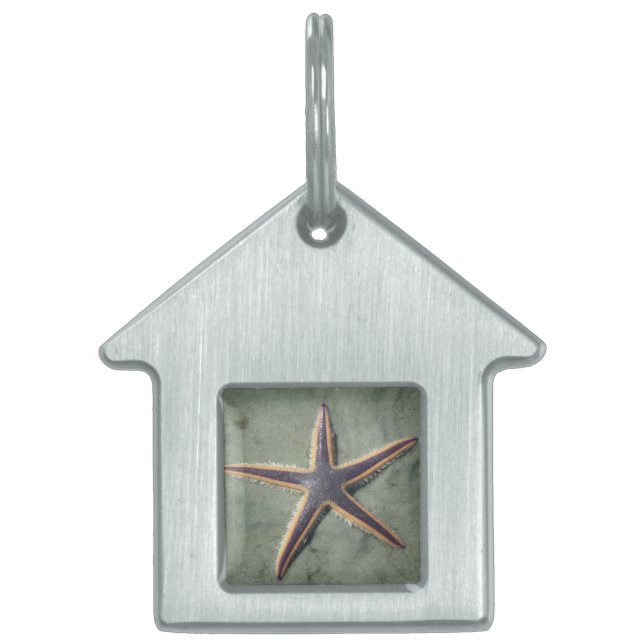 Starfish Purple sea star on beach Pet Tag (Front)
