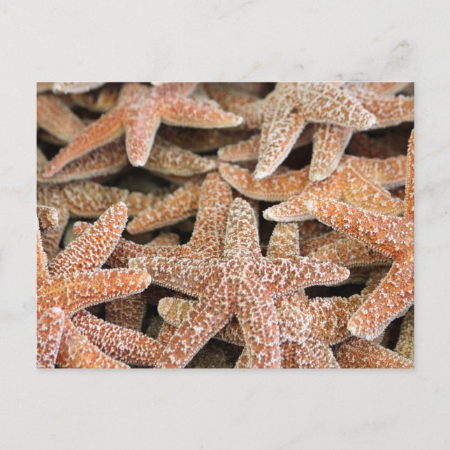Starfish Sea Star Postcard (Front)
