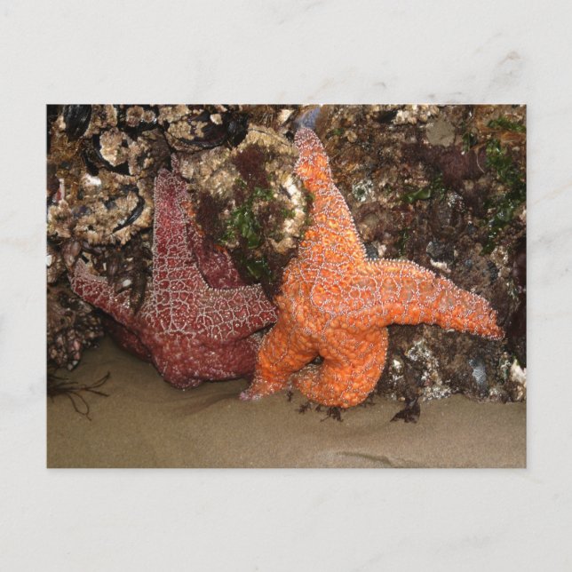 Starfish/Sea Stars, Cannon Beach OR, Photo 3 Postcard (Front)
