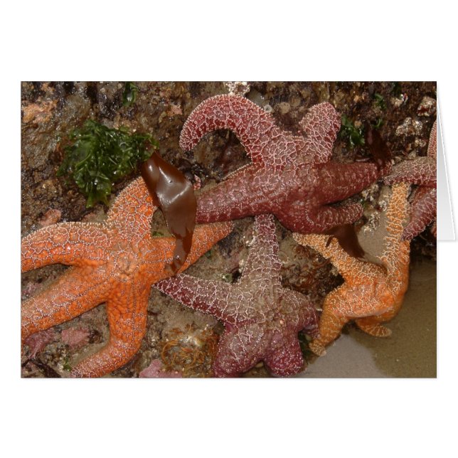 Starfish/Sea Stars in Cannon Beach, OR, Photo 4 (Front Horizontal)