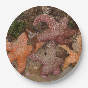 Starfish/Sea Stars in Cannon Beach, OR, Photo 4 Paper Plate
