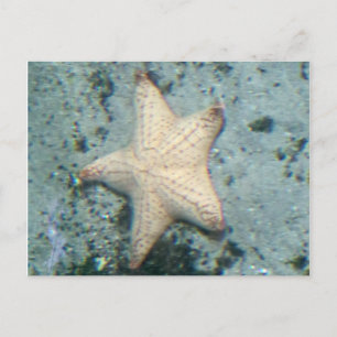 Starfish Seabed Ocean Quiet Postcard