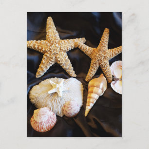 starfish seashells sealife beach still life photo postcard