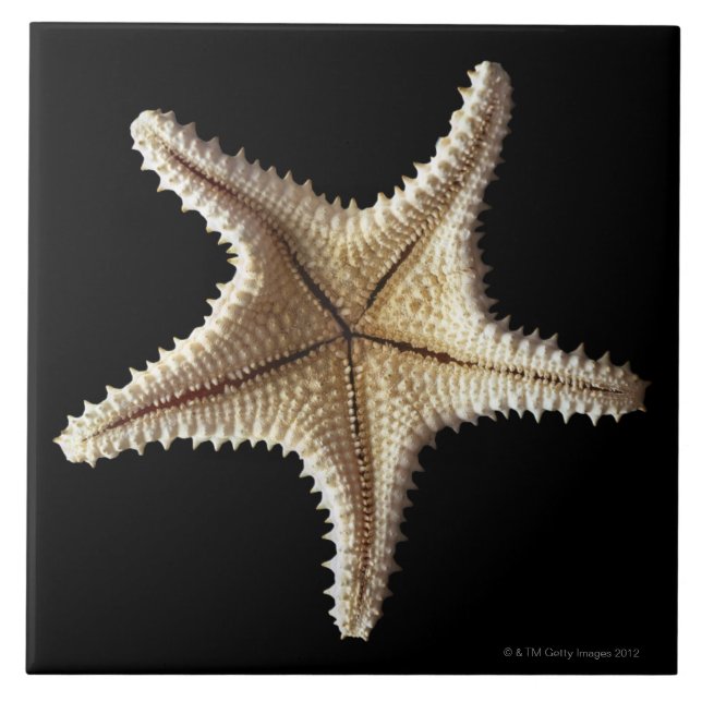 Starfish skeleton, close-up 2 tile (Front)