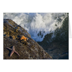 Starfish Splash Card