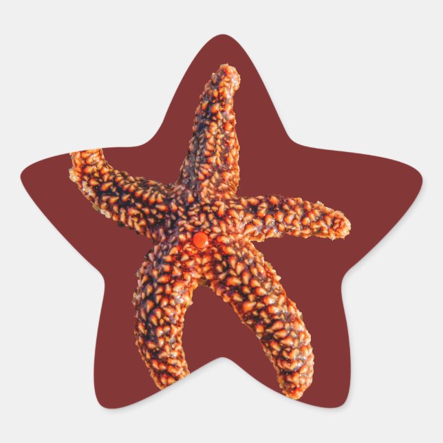 Starfish Star Sticker (Front)