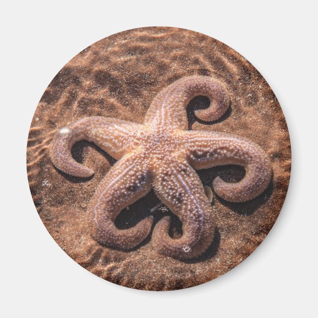 Starfish with Curly Legs Magnet (Front)