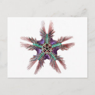 Starfish with Feathery Arms Postcard
