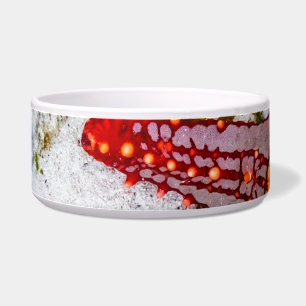 Starfish, Zanzibar, Tanzania