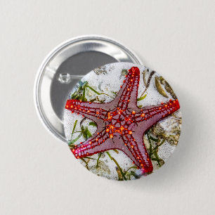 Starfish, Zanzibar, Tanzania 6 Cm Round Badge