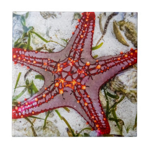 Starfish, Zanzibar, Tanzania Ceramic Tile