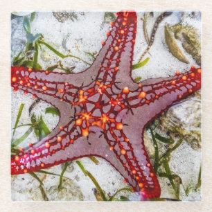Starfish, Zanzibar, Tanzania Glass Coaster