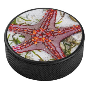 Starfish, Zanzibar, Tanzania Hockey Puck