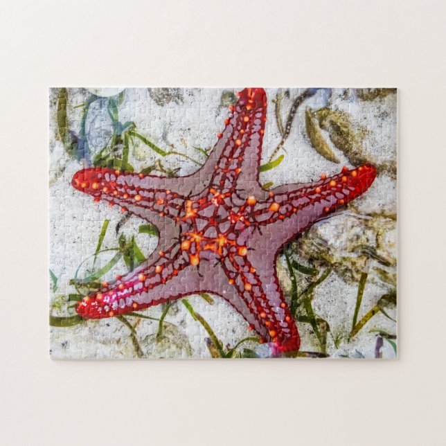 Starfish, Zanzibar, Tanzania Jigsaw Puzzle (Horizontal)