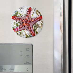 Starfish, Zanzibar, Tanzania Magnet