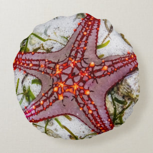 Starfish, Zanzibar, Tanzania Round Cushion