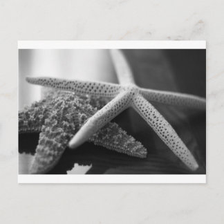 Starfishes mono postcard