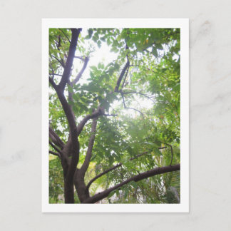 Starfruit Tree Postcard