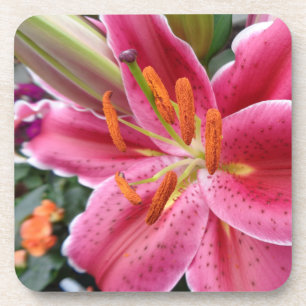 Stargazer Coaster