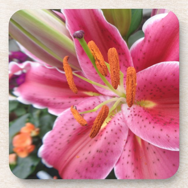 Stargazer Coaster (Front)