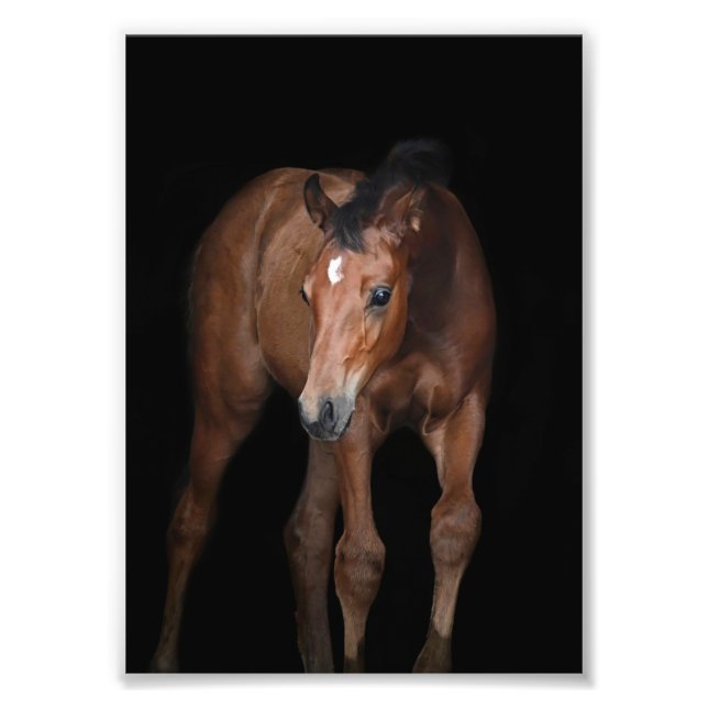 StarGazer Farm Foal & Horse Pictures Photo Print (Front)
