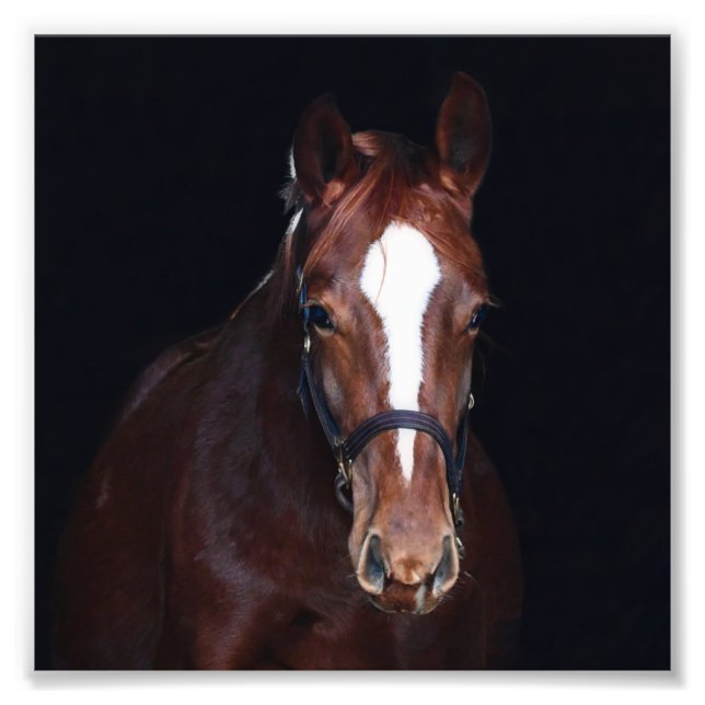 StarGazer Farm Foal & Horse Pictures Photo Print (Front)