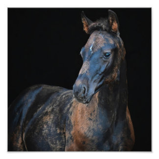 StarGazer Farm Foal & Horse Pictures Photo Print