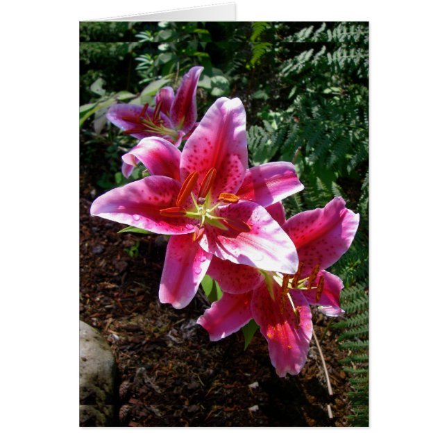 Stargazer Lilies (Front)