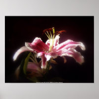 stargazer lilies #15