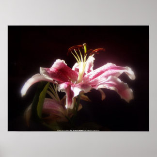 stargazer lilies #15 poster