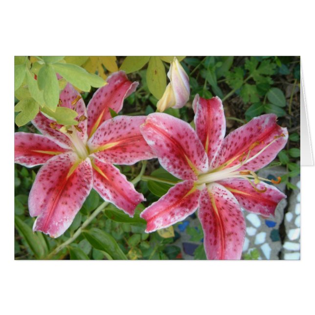 Stargazer Lilies Garden Floral (Front Horizontal)