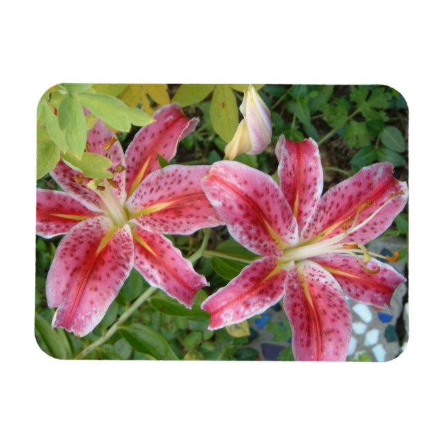 Stargazer Lilies Garden Floral Magnet (Horizontal)
