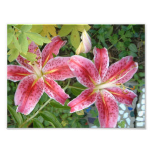 Stargazer Lilies Garden Floral Photo Print