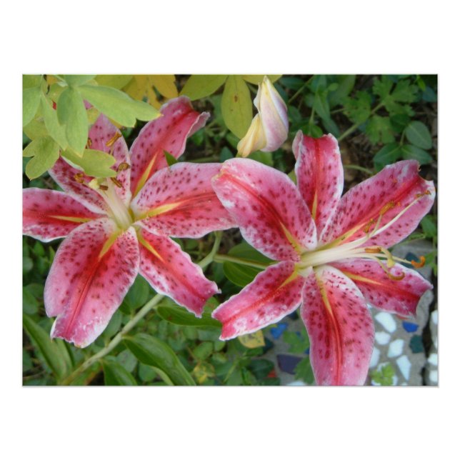 Stargazer Lilies Garden Floral Poster (Front)