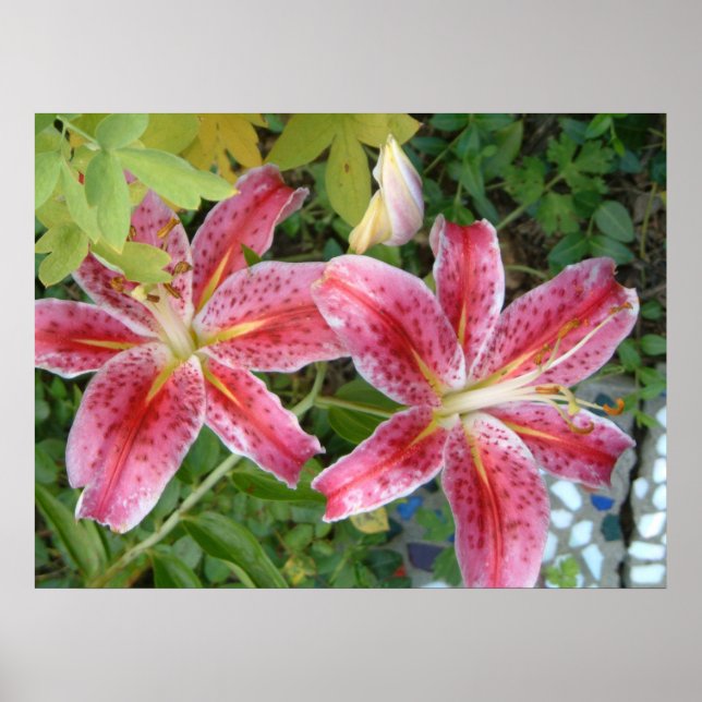 Stargazer Lilies Garden Floral Poster (Front)