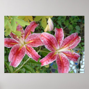 Stargazer Lilies Garden Floral Poster