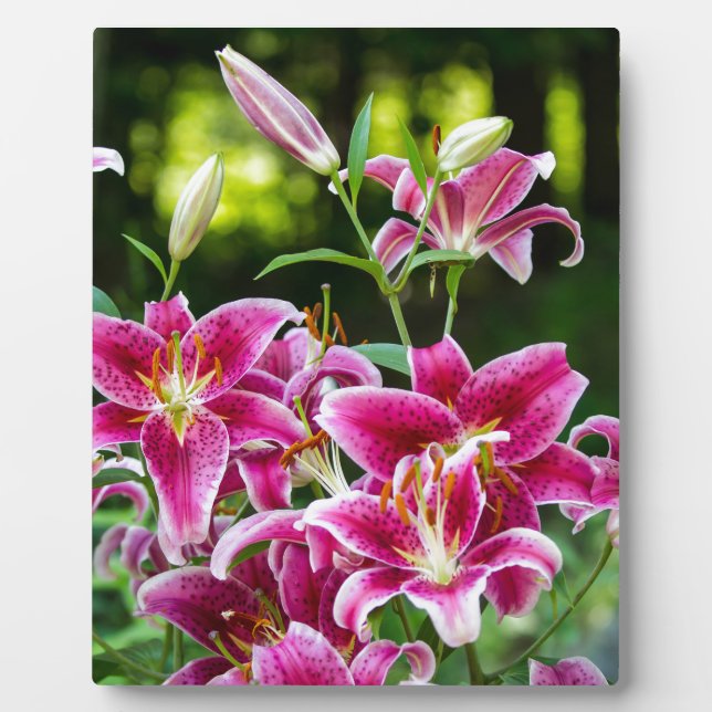 Stargazer Lilies Plaque (Front)