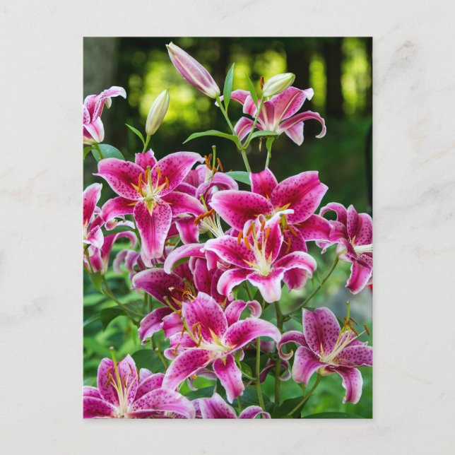 Stargazer Lilies Postcard (Front)