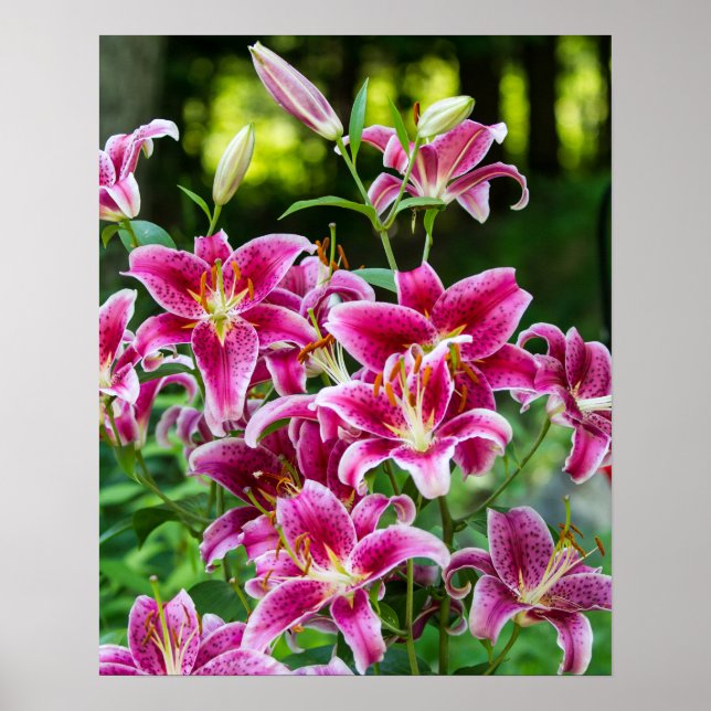 Stargazer Lilies Poster (Front)