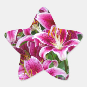 Stargazer Lilies Star Sticker
