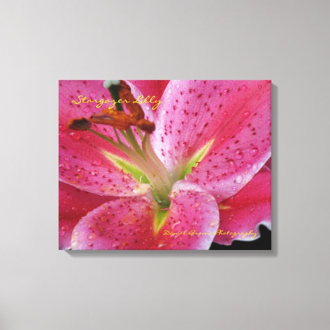 Stargazer Lilly Wrapped Canvas (Front)