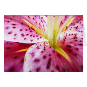 Stargazer Lily Bright Magenta Floral