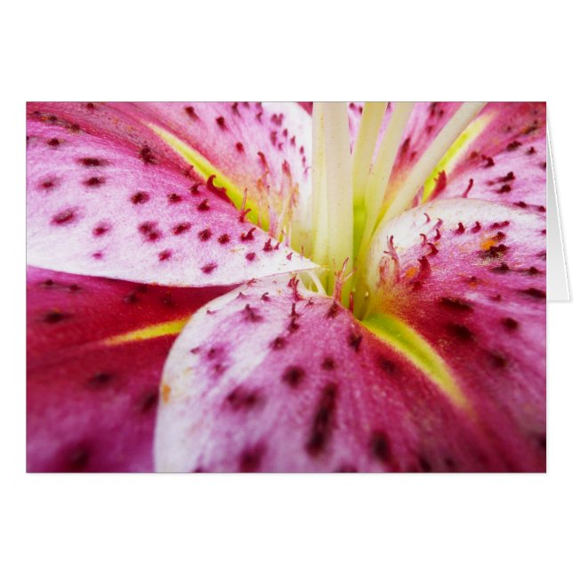 Stargazer Lily Bright Magenta Floral (Front Horizontal)