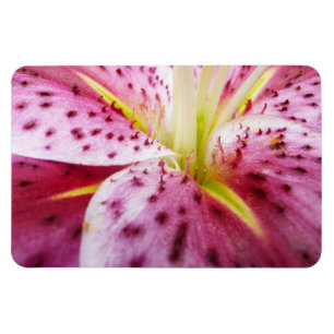 Stargazer Lily Bright Magenta Floral Magnet