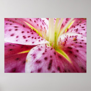Stargazer Lily Bright Magenta Floral Poster