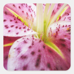 Stargazer Lily Bright Magenta Floral Square Sticker