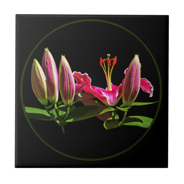 Stargazer Lily Buds and Bloom Tile (Front)