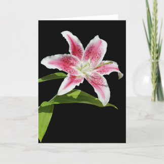 Stargazer Lily Card