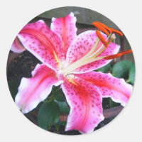 Stargazer Lily